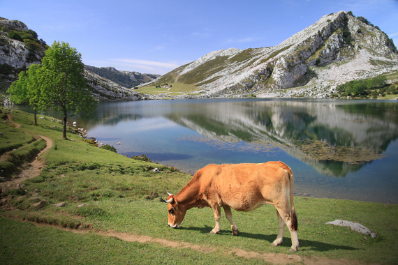 El Spa se encuentra en el corazón de la comarca de los Picos de Europa. A pocos minutos de Covadonga, Cangas de Onís y las localidades más turísticas del Oriente de Asturias.